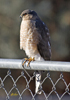 Sharp-shinned Hawk